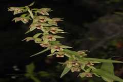 Epipactis helleborine